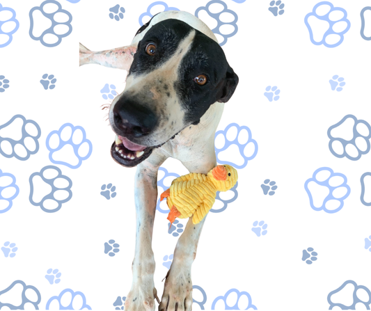 Companion Animal Toy for Dogs – Squeaky & Bite Resistant